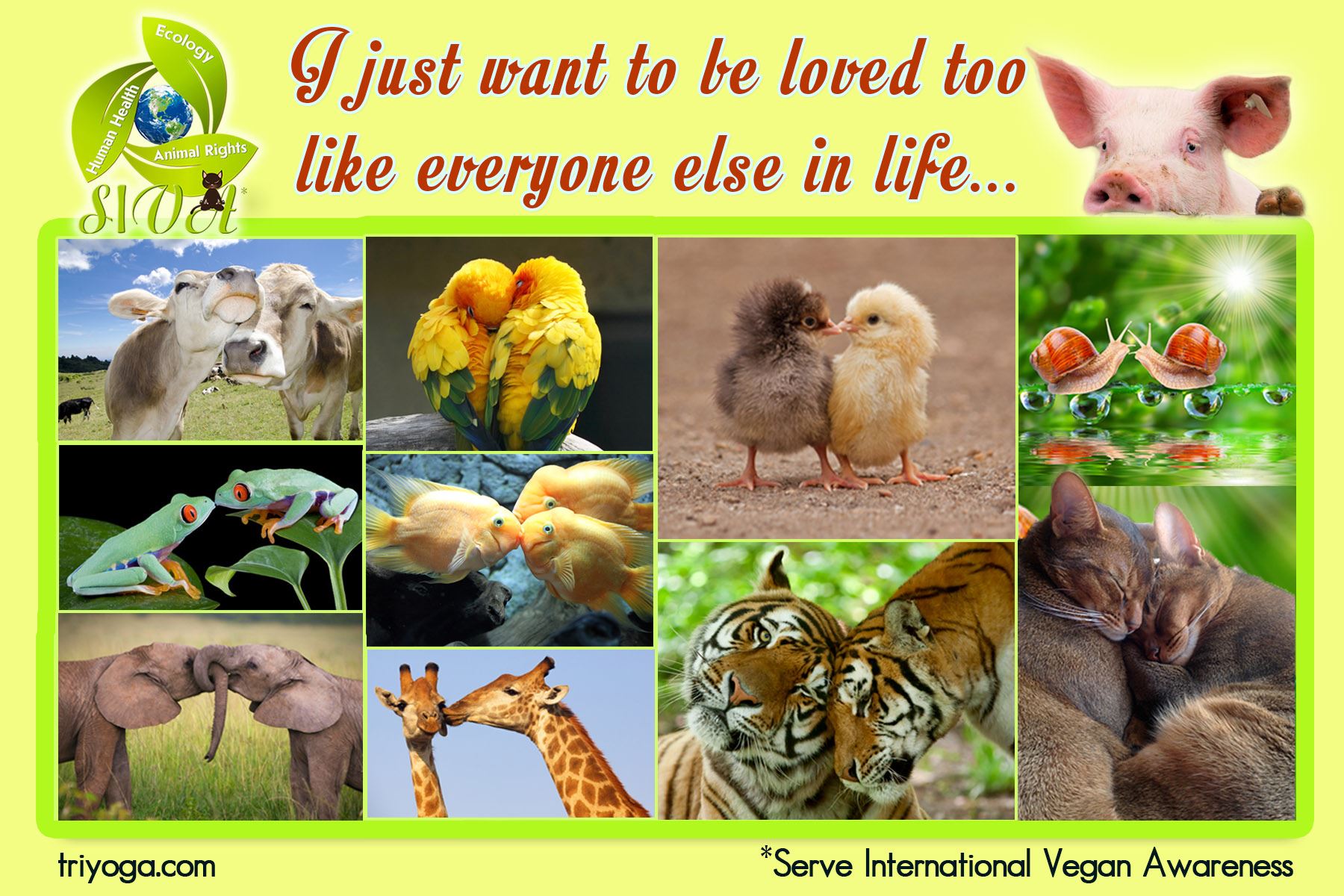 Love quote