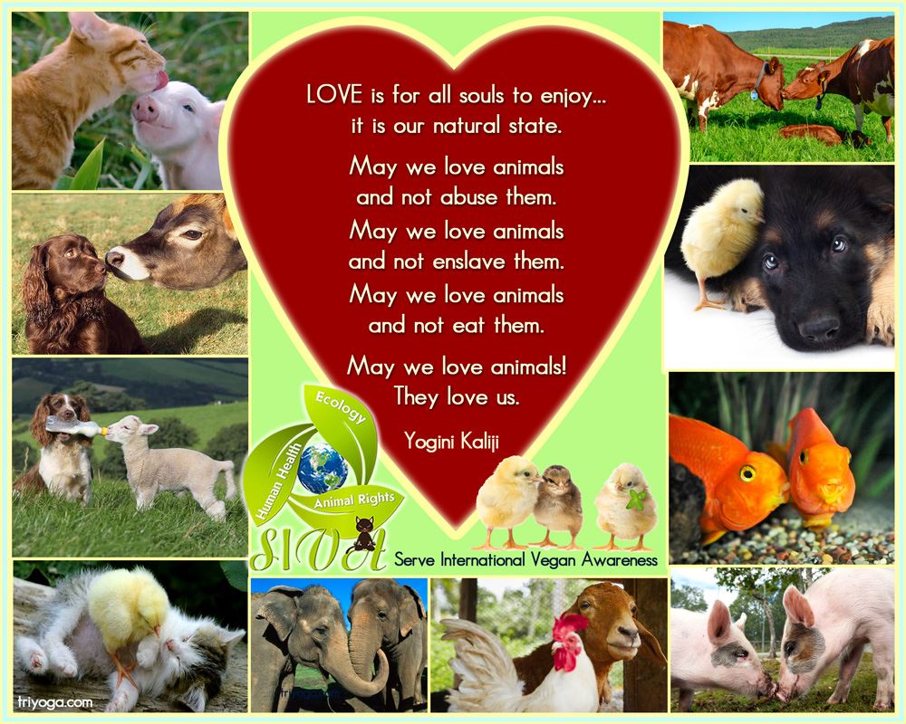 Animals Love Us