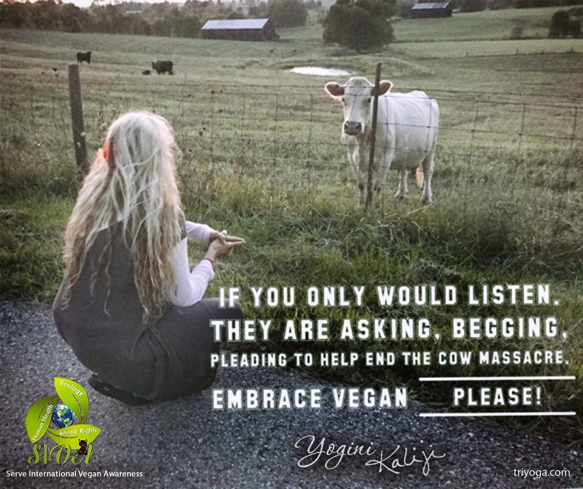 Kaliji cow message