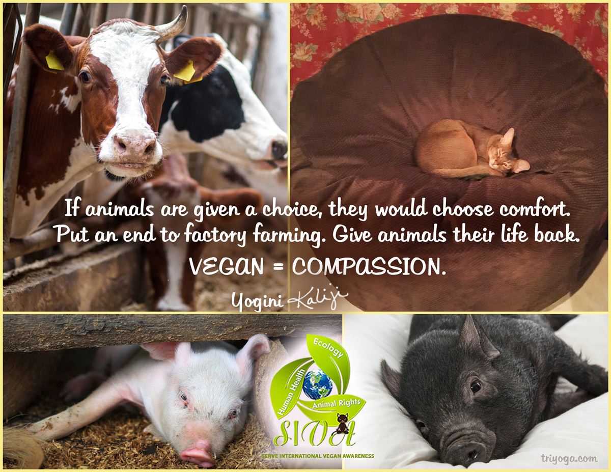 Vegan Compassion