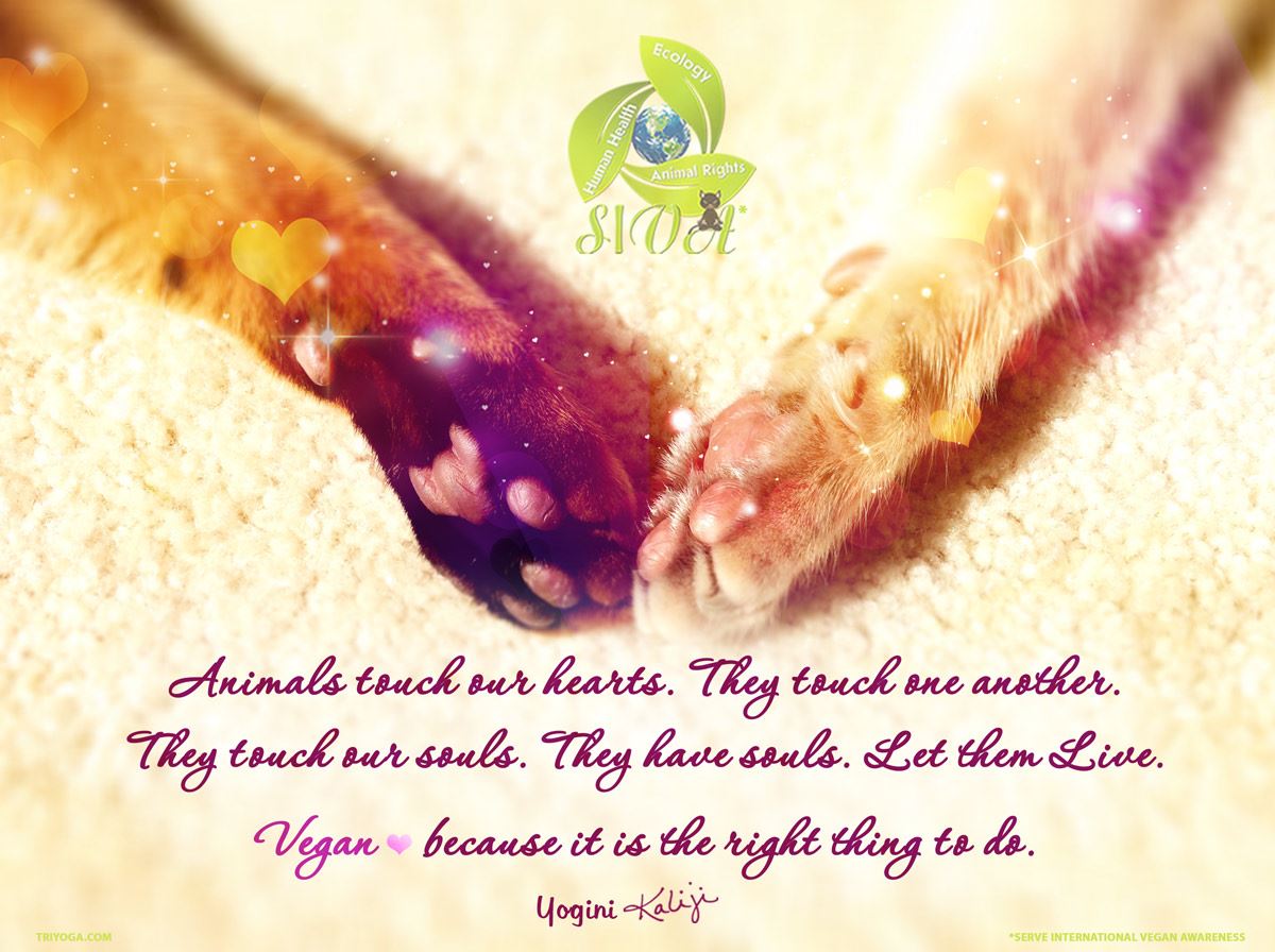 Animals touch quote