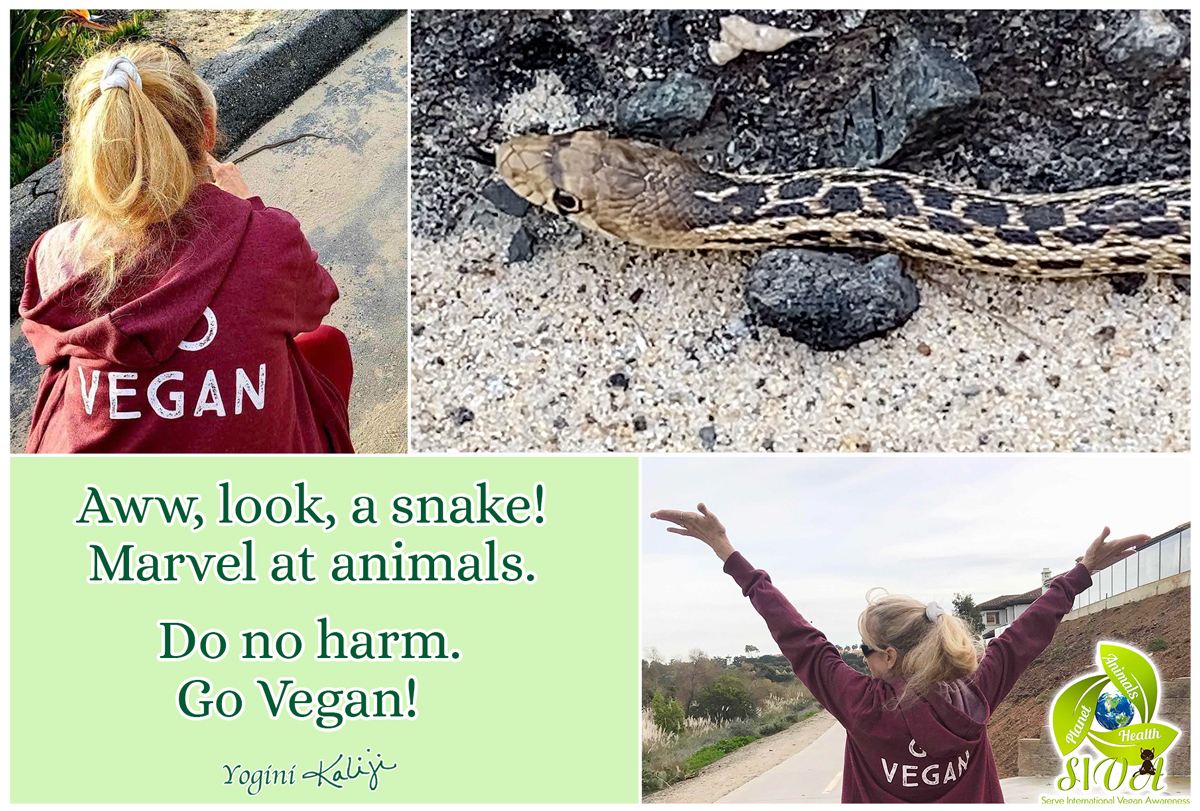 SIVA snake quote