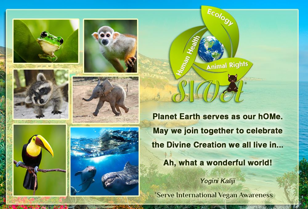 Celebrate Creation